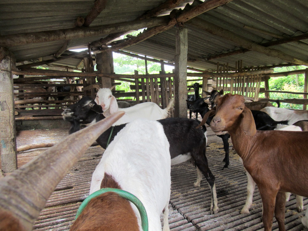 caprette nella recinzione