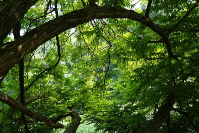 L'importanza delle foreste e della biodiversit&agrave;
